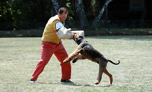 Gismo von der Hanse - Foto: Sabine Weiß Gismo von der Hanse - Foto: Sabine Weiß