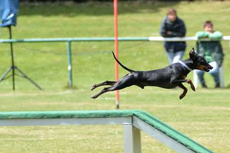 Zwergpinscher oder Flughund?